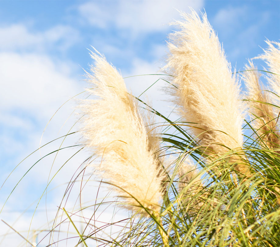 Benefits of XOS in Miscanthus