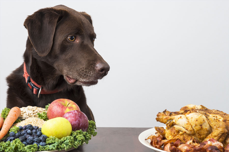 Functional Ingredients are the Future of Pet Food