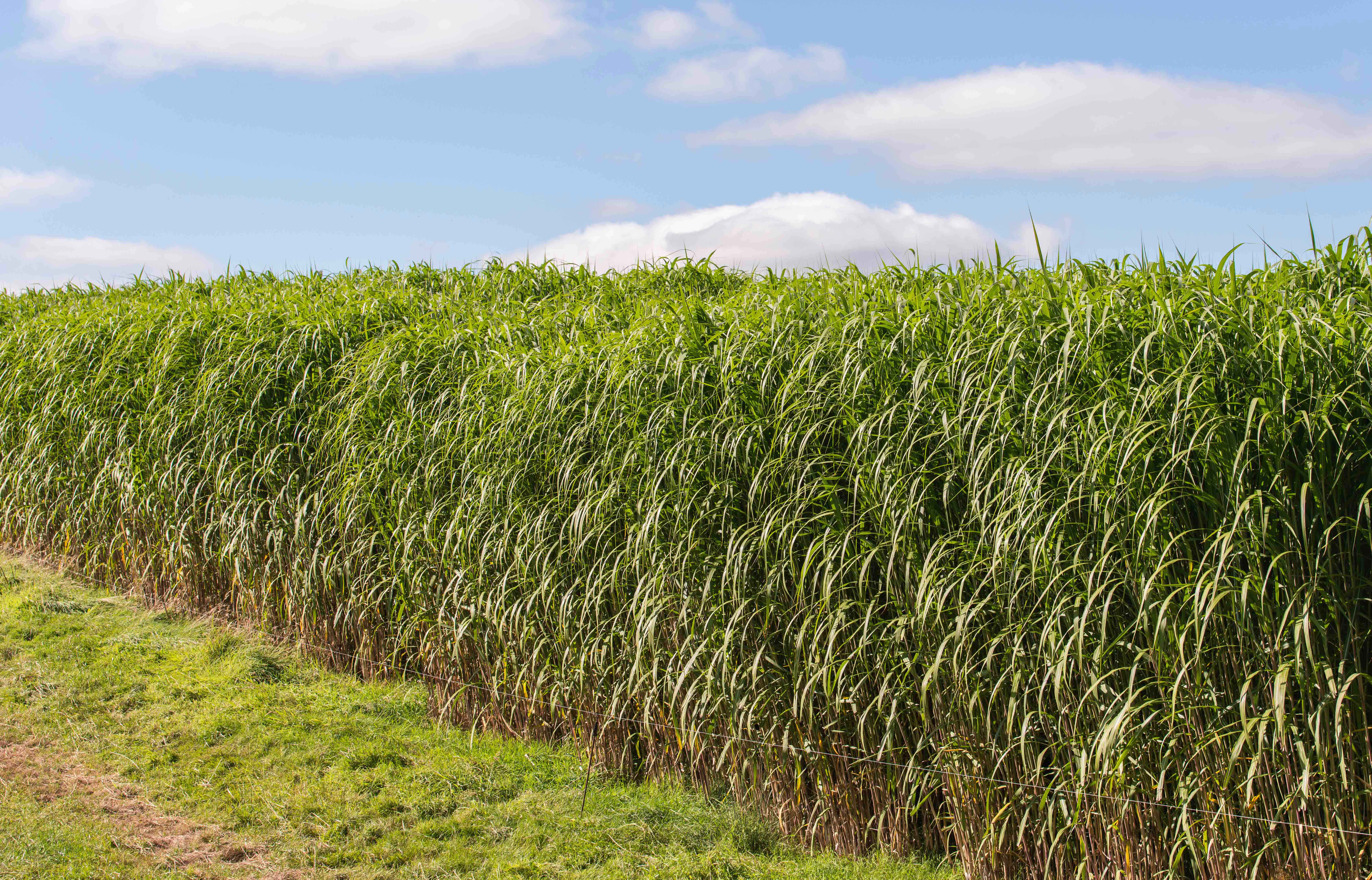 Growing Quality Miscanthus Starts in the Field 