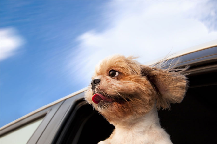 7 tips for a successful road-trip with your dog