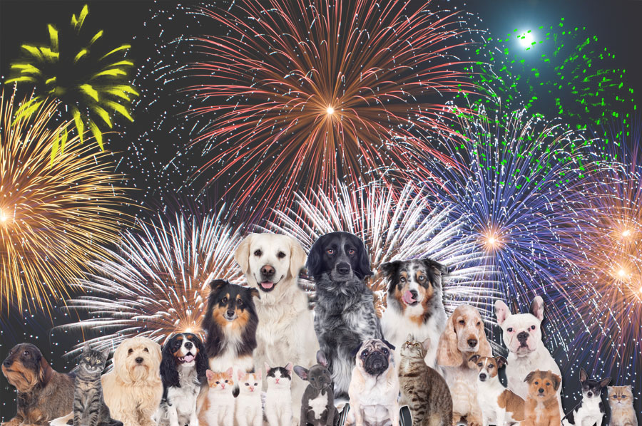 Four Safety Tips for Your Pets This Fourth of July