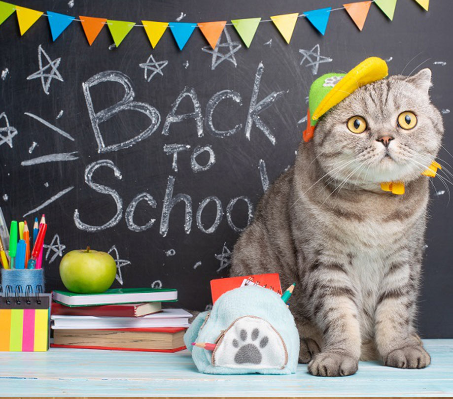 Prep your cat for back to school MFiber