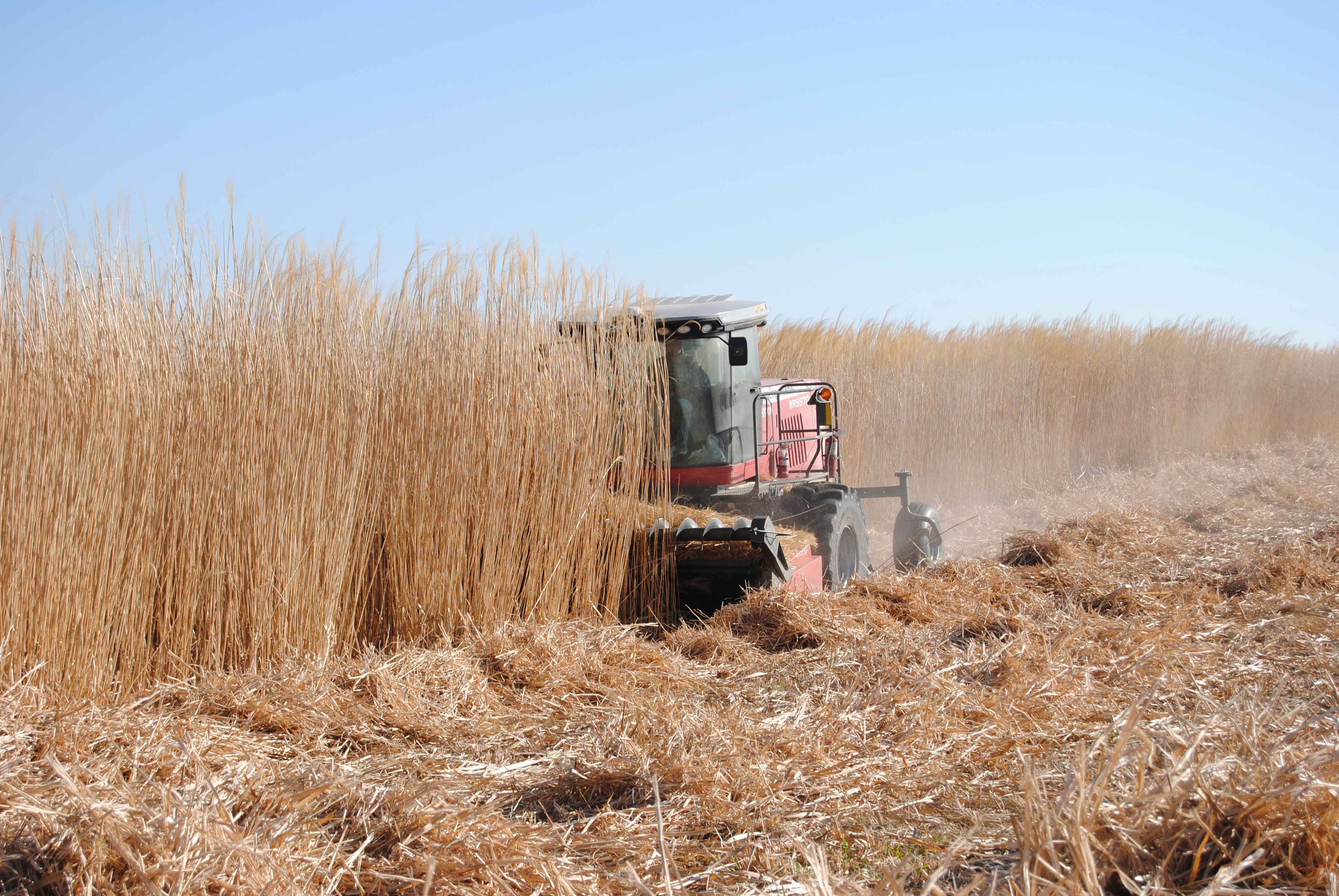 Missouri Miscanthus harvest will be underway in the next few weeks