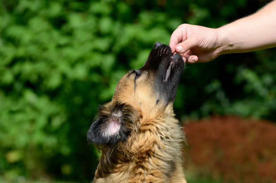 Sweet Summer Treats That Are Safe for Your Dog
