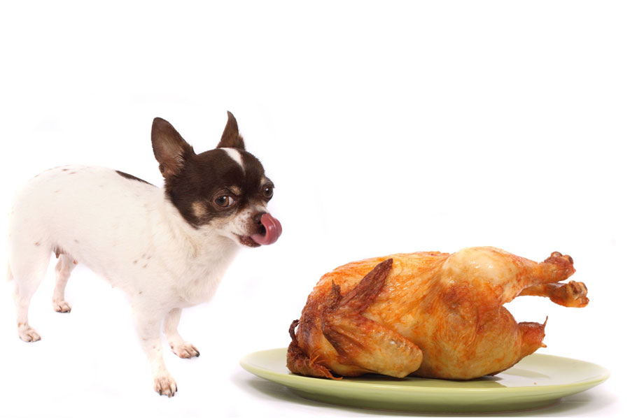 Top Tips for Feeding Pets Thanksgiving Leftovers