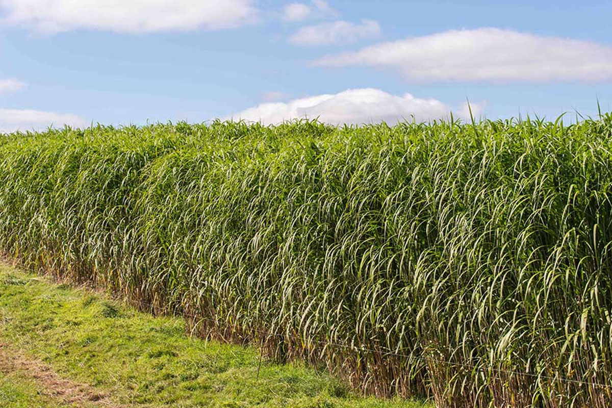 MFiber Why Miscanthus
