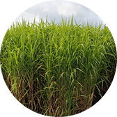 MFiber uses Miscanthus
