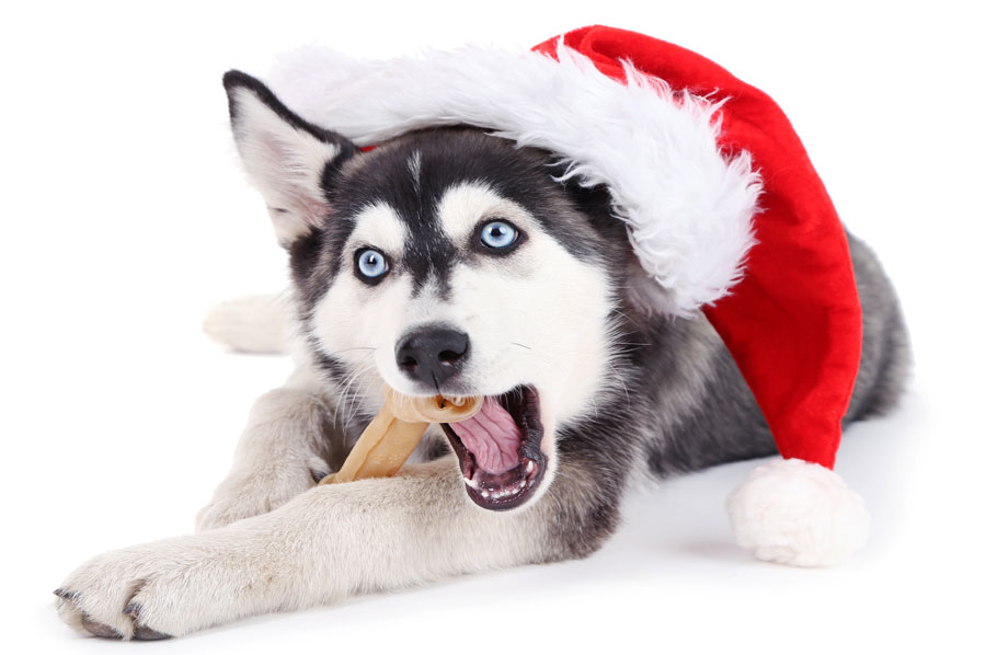6 Foods to Avoid Feeding Your Canine Companion This Holiday Season