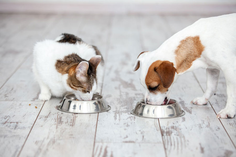 Six pet food terms to understand to eliminate consumer confusion 