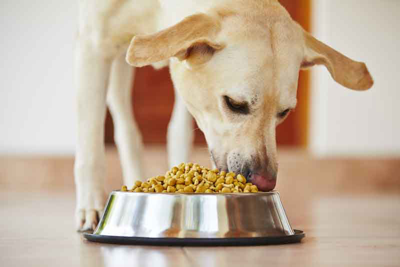 Why Shipping Matters With a Pet Food Fiber Ingredient