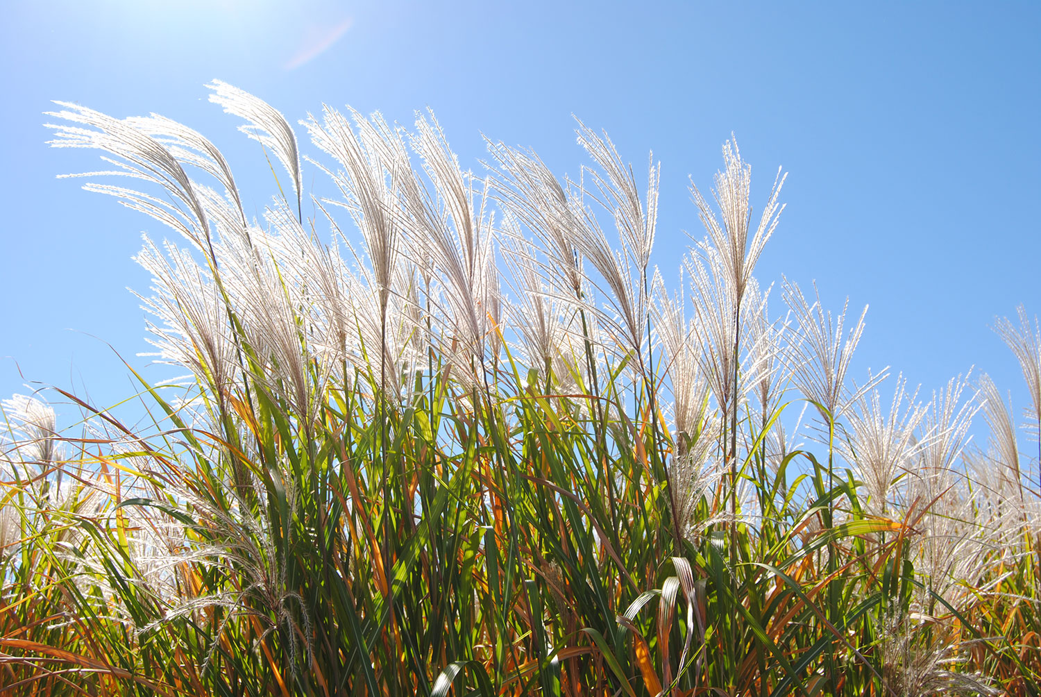 Miscanthus offers a sustainable pet food fiber source 
